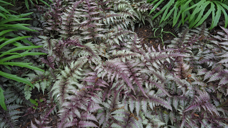 A Japanese painted fern grows in a lush green gardenscape