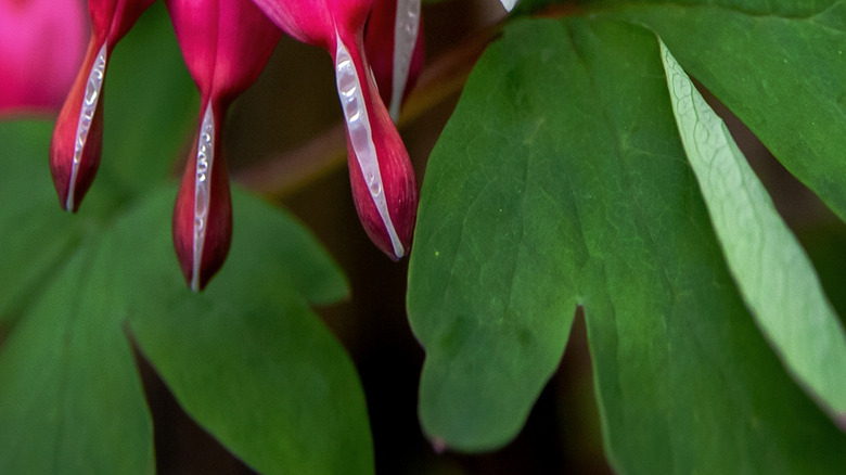 Bleeding hearts flower in full bloom