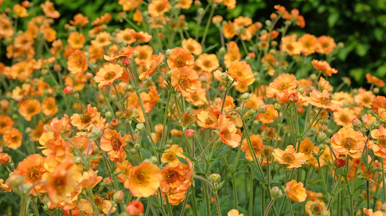 Orange avens flowers growing in a garden