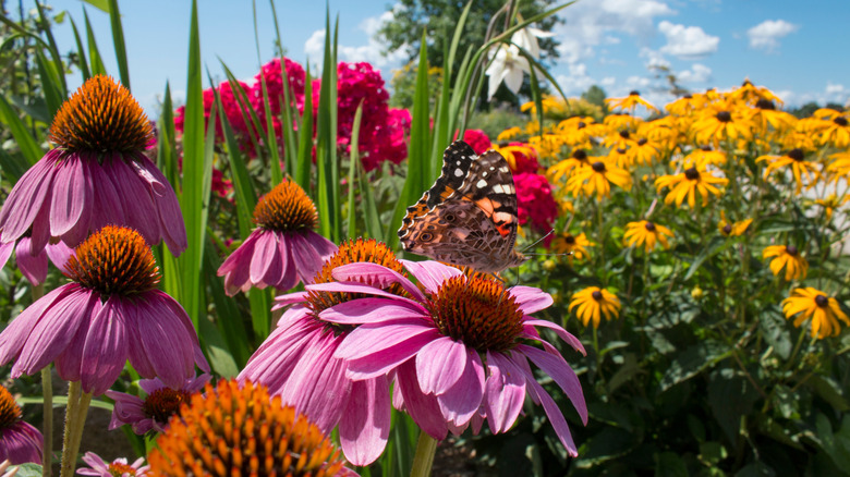 Colorful pollinator garden with butterfly