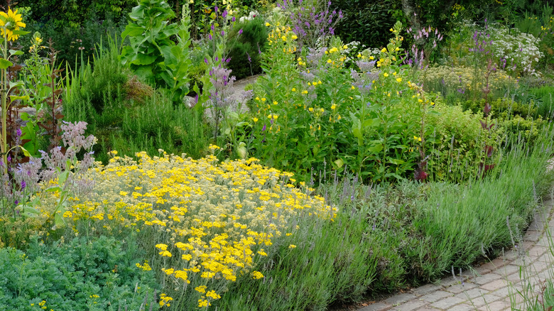 An border garden including lavender