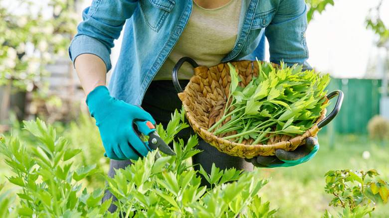 Woman harvesting the lovage herb in a garden