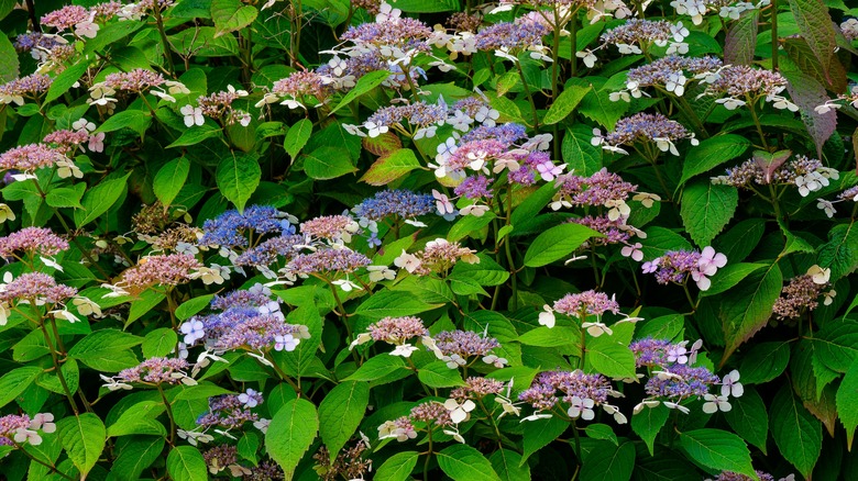 A Hydrangea serrata bush