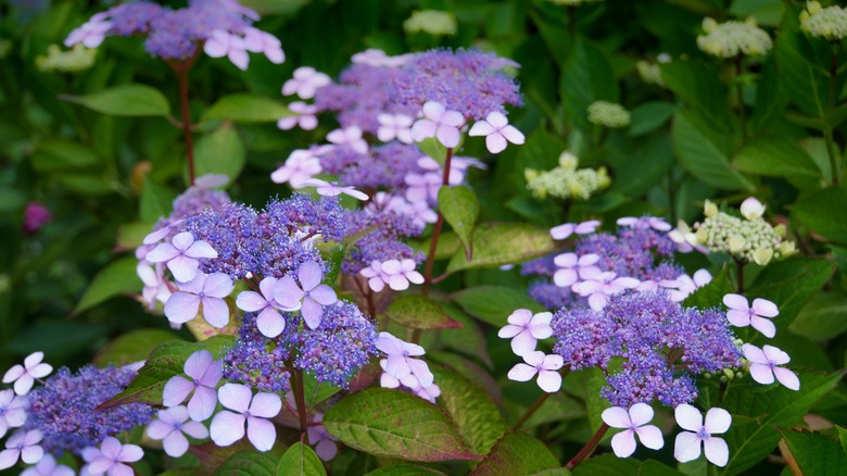 A close up image of Hydrangea serrata
