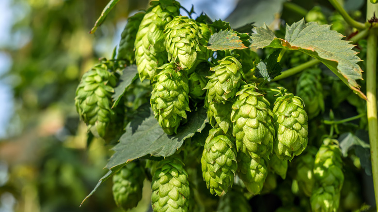 Hops plant.