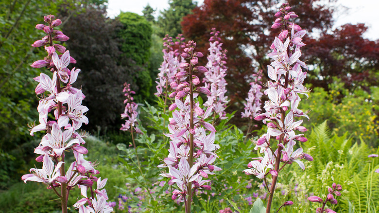 Tall pink stems of the gas plant surrounded by greenery