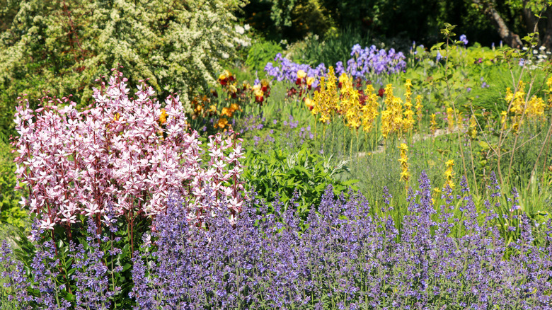 A cottage style garden with pink gas plant