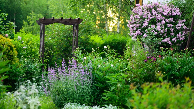 Vibrant cottage garden with lots of flowering plants