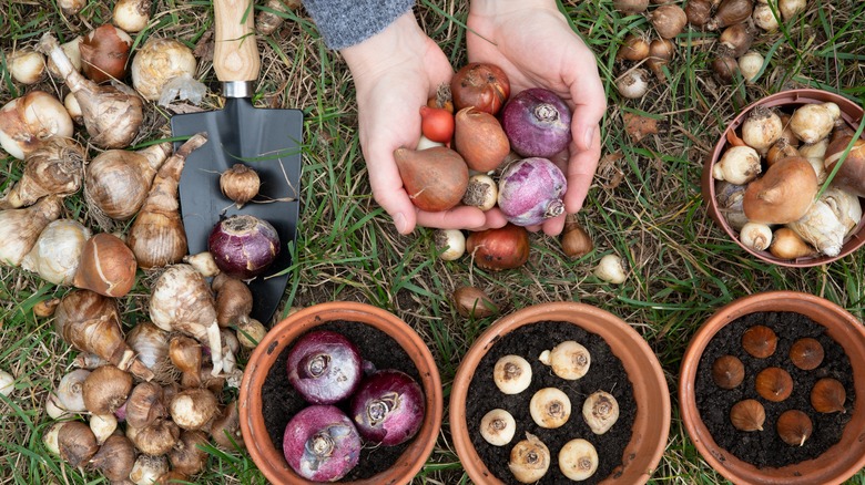 spring bulbs