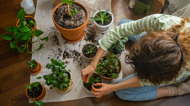 A person works on potted houseplants which are spread out on protective paper on the floor