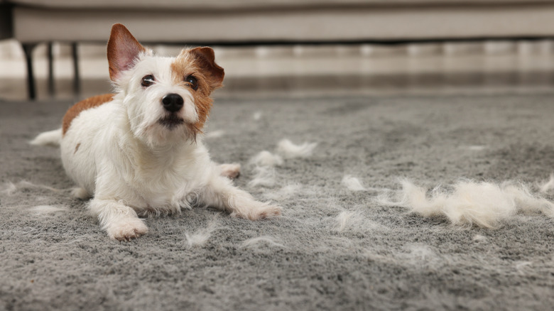 Small white and brown terrier dog sits on a grey carpet which is covered with tufts of white fur