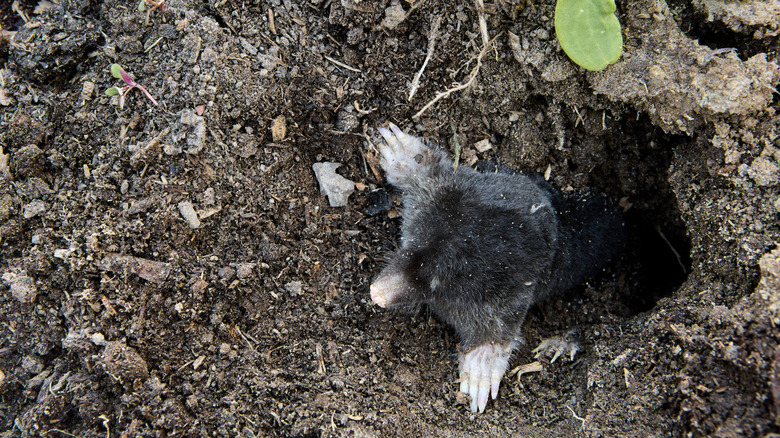 Mole digging from underground tunnel to surface