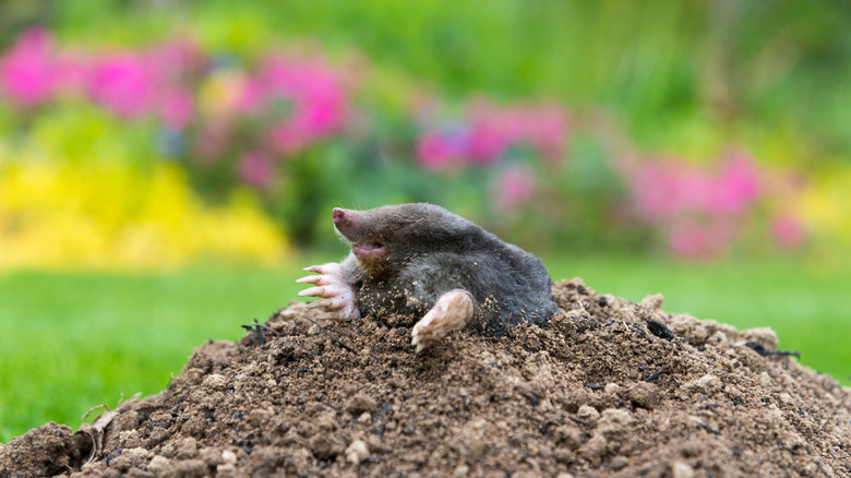 Mole emerging from pile of dirt in garden