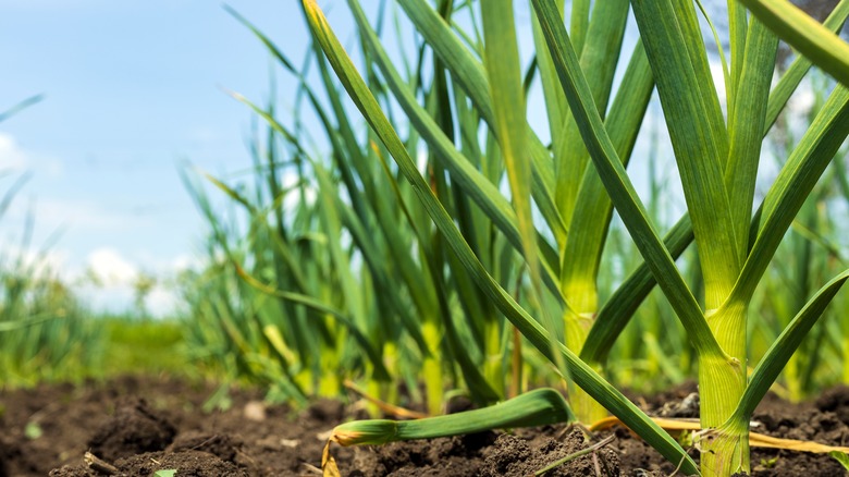garlic plants growing in soil