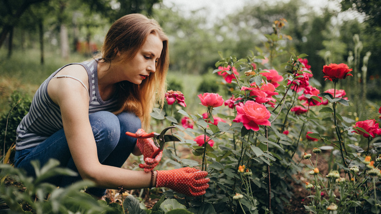 woman cutting roses in garden