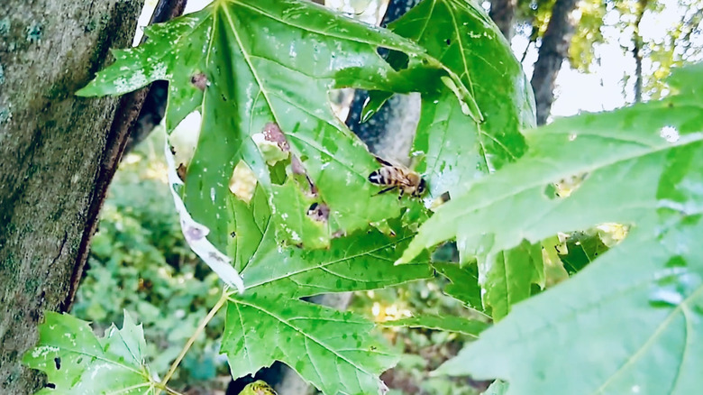 A honey bee consumes spotted lanternfly honeydew from a leaf.
