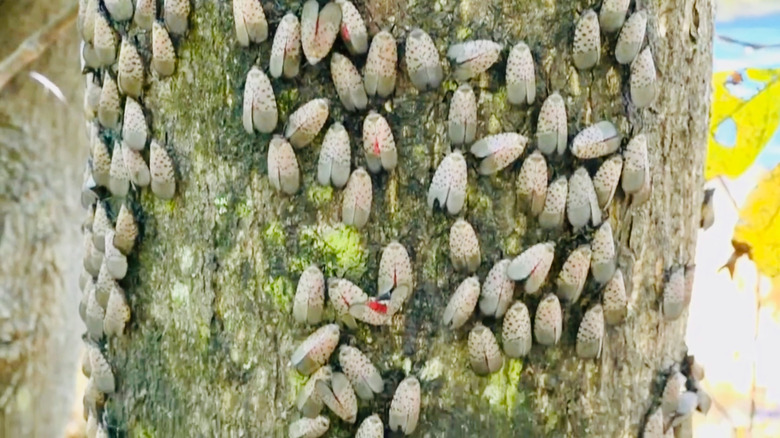 Spotted laternflies gather in large numbers to suck fluid out of trees and other plants.