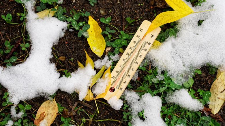 A thermometer sits on soil that's thawing after a freeze still with patches of snow.