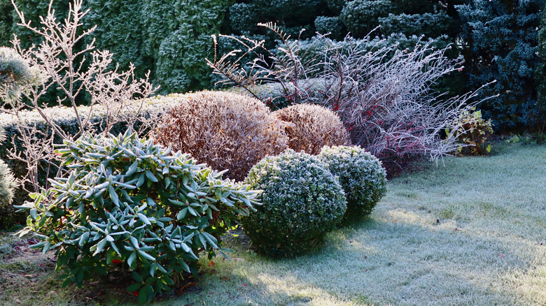 Lawn and shrubs covered in white frost.