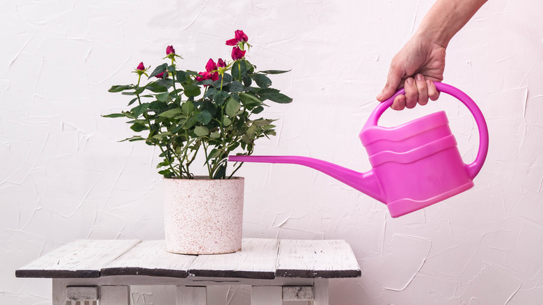 small rose bush being watered