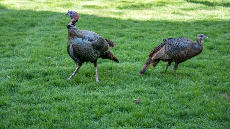 Two wild turkeys on a lush green lawn.