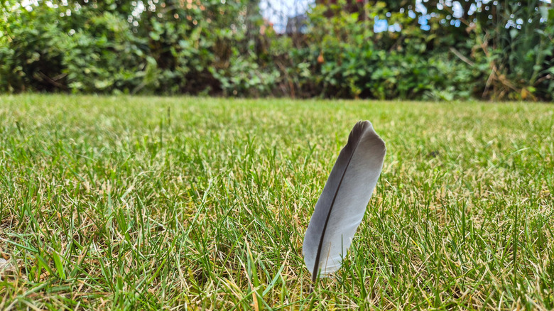 A feather sticking out of a lawn with garden shrubs in the background.