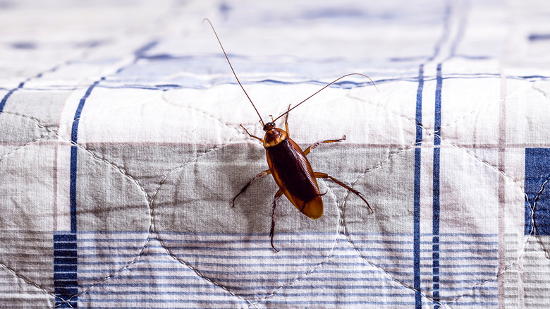 cockroach climbing edge of bed