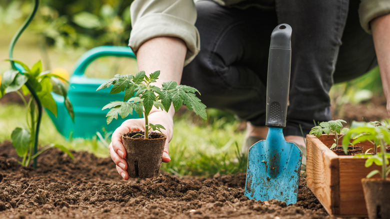 Tomato seedlings being planted in garden