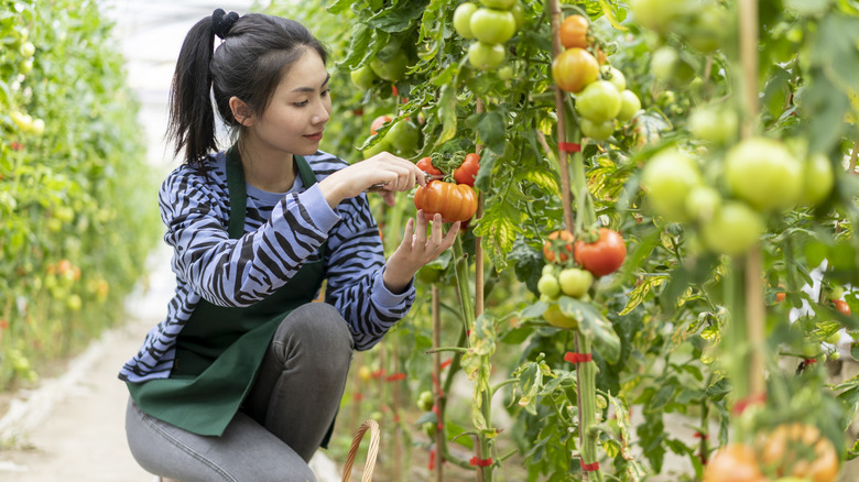 A woman picking tomatoes in the garden