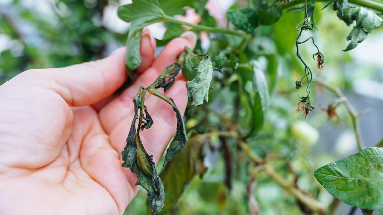 A withering tomato plant from frost