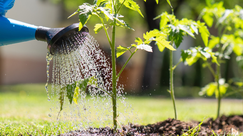A person watering tomato plants with a watering can