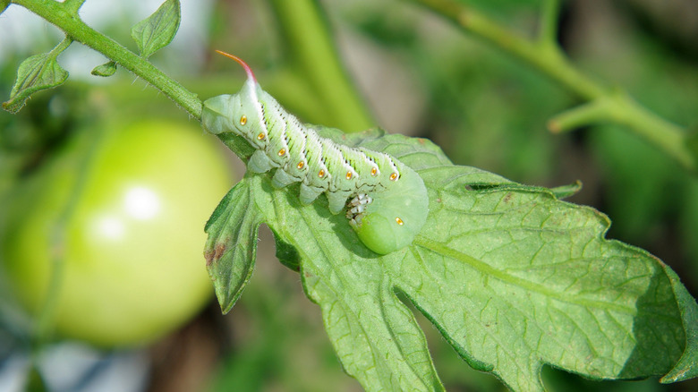 A tomato hornworm on a tomato leaf