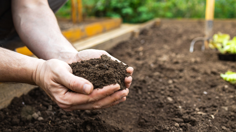 A person with a handful of soil over the garden