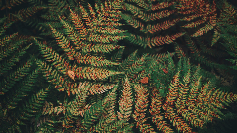 autumn fern plant grows in shade