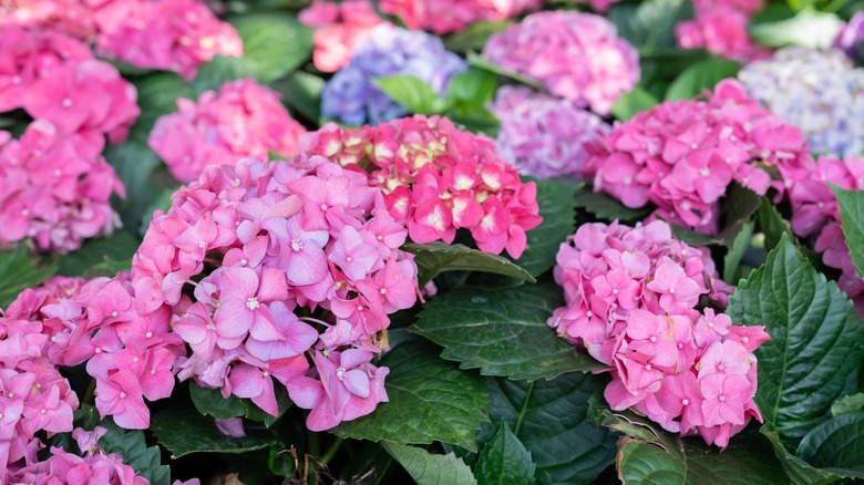 purple and pink bigleaf hydrangeas in a garden