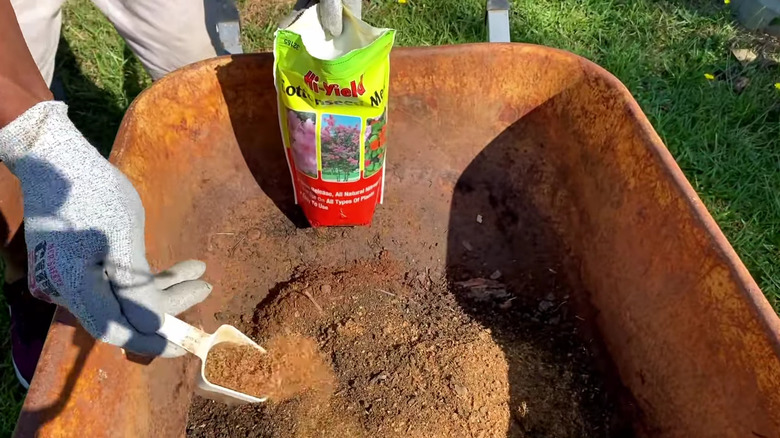 Man's hands spreading a scoop of cottonseed meal into wheelbarrow full of soil