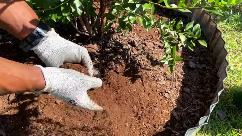 Hands spreading cottonseed meal mix around blueberry bushes