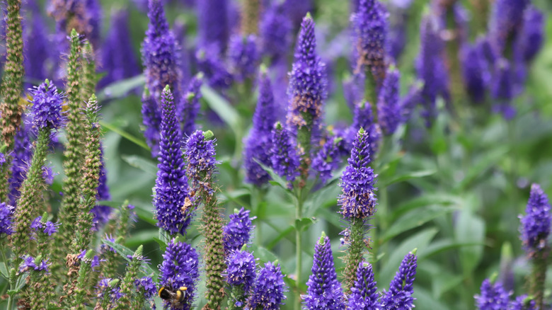 Purple spiked speedwell veronica spicata flowers in full bloom