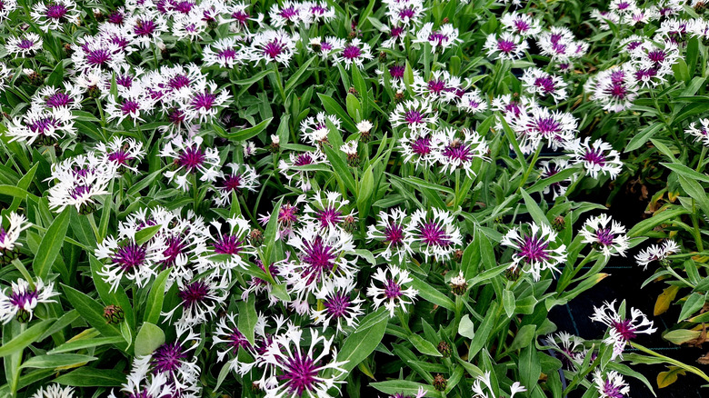 'Amethyst in Snow' mass planted as a ground cover