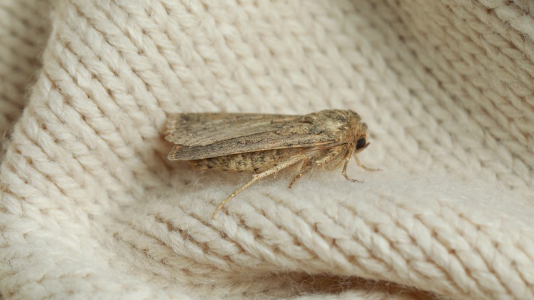 Moth on a creme colored sweater