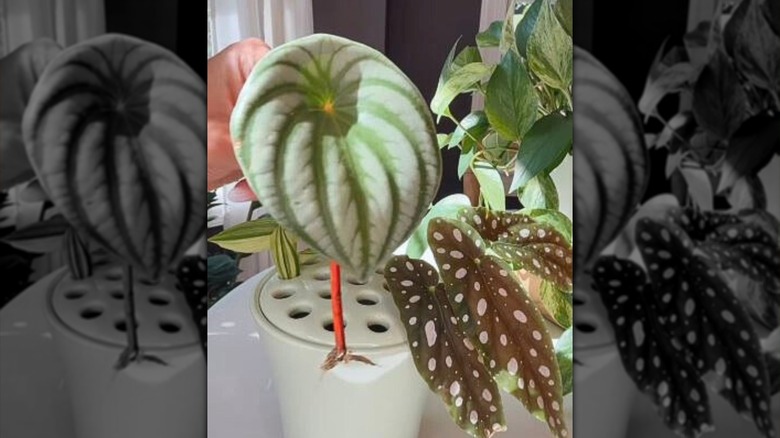 A person places cuttings into a flower frog vase.