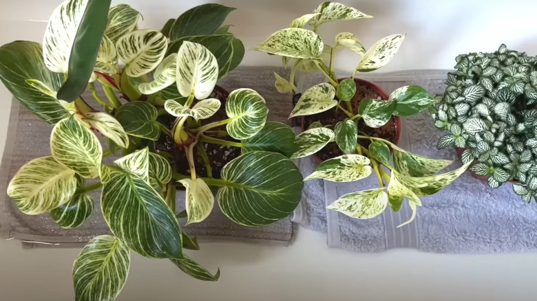 Houseplants on damp towel