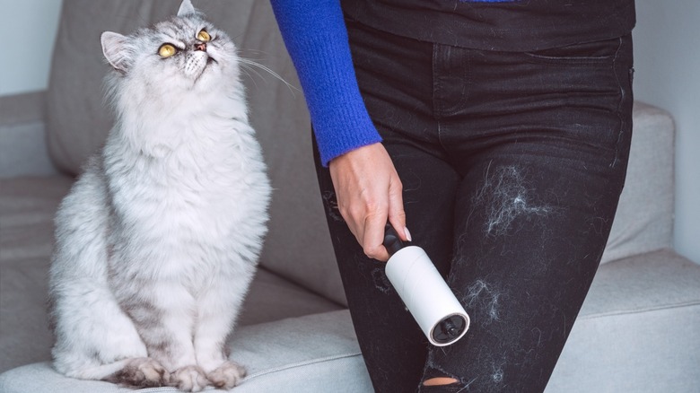 Cat deals blow dryer