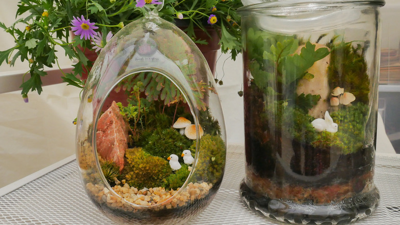 Terrariums with mushrooms