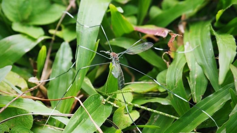 craneflies on grass 