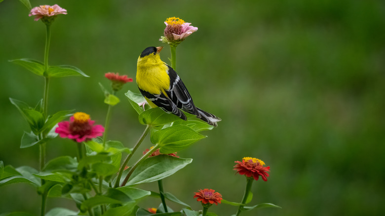 Bird in flower garden