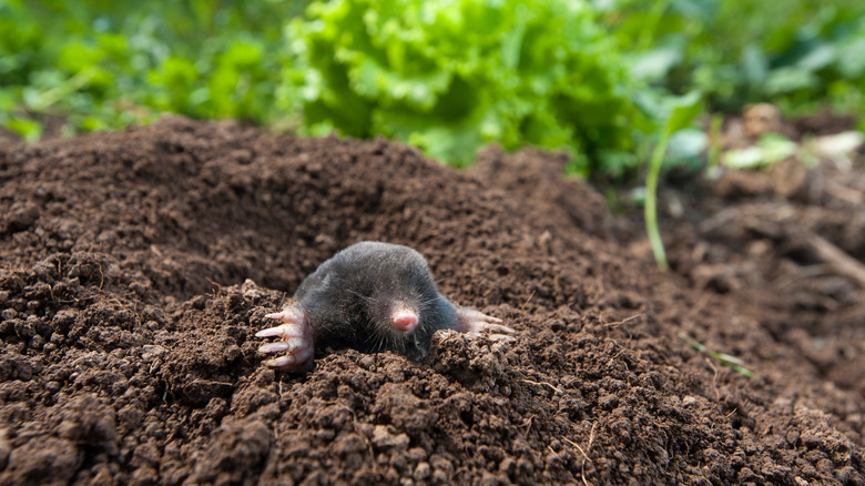 mole in a garden