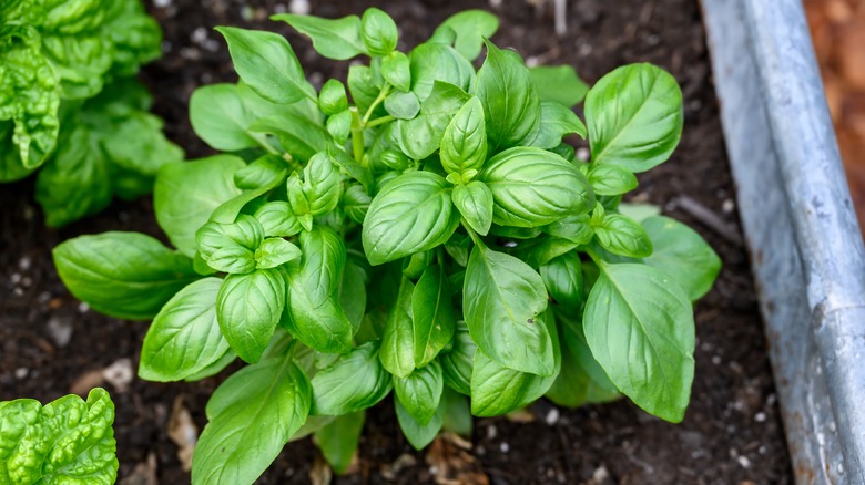 basil plant in garden