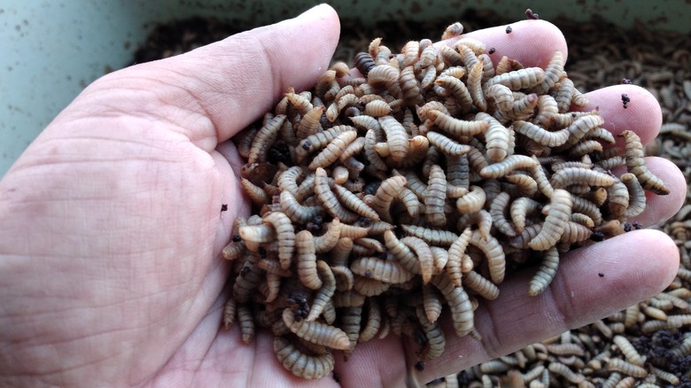 person holding maggot larvae 