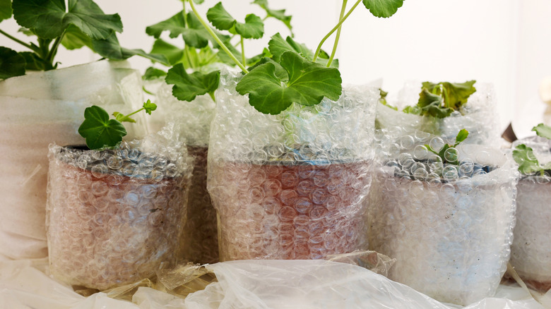 Bubble wrap is shown around potted plants